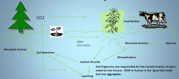 photosynthesis1