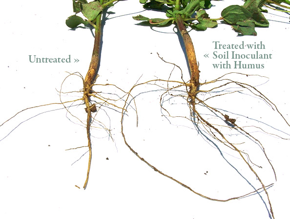Soil Inoculant with Humus trial || Lubbock area, drip cotton