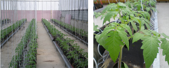 Greenhouse tomatoes using NTEXX SI and Waste Away since media in soxx was compost based.  Used Waste Away to "open up or increased porosity" which really helped.