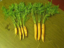 carrot_trials