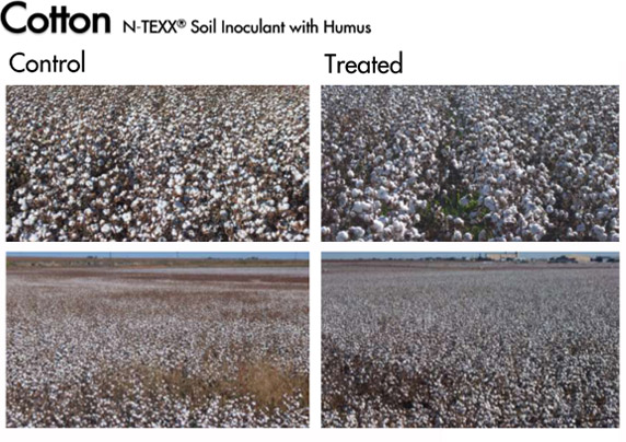 Cotton trial with NTEXX® Soil Inoculant with Humus