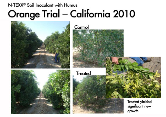 Orange Trial - California 2010 || Trial not final – harvest pending