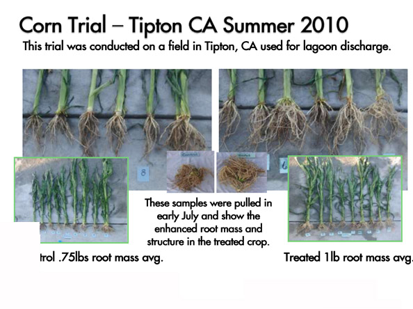 tipton_corn_trial