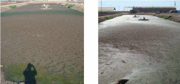 Left: Pre Treatment on 7-24-10 || Right: 6 Days Post Treatment 7-30-10 .38 acre lagoon treated with 17 Gallons Waste Away