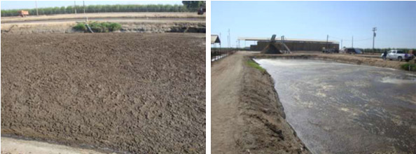 left: Pre Treatment on 7-24-10 || 6 Days Post Treatment 7-30-10 .38 acre lagoon treated with 17 Gallons Waste Away
